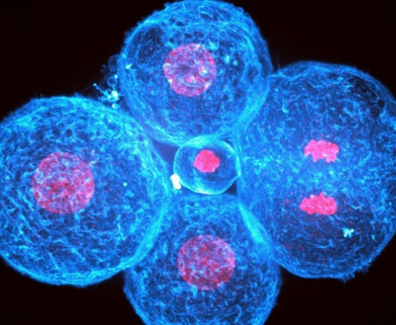 L’embryon humain doit son premier changement de forme à la contraction de ses cellules