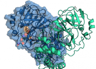 Aqemia---Picture-main-protease-SARS-CoV2